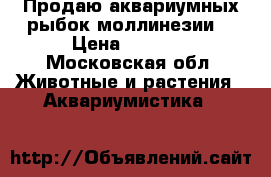 Продаю аквариумных рыбок моллинезии. › Цена ­ 15-30 - Московская обл. Животные и растения » Аквариумистика   